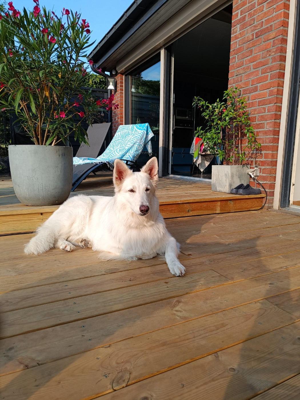 Original toscane Du Moulin De Beuvry