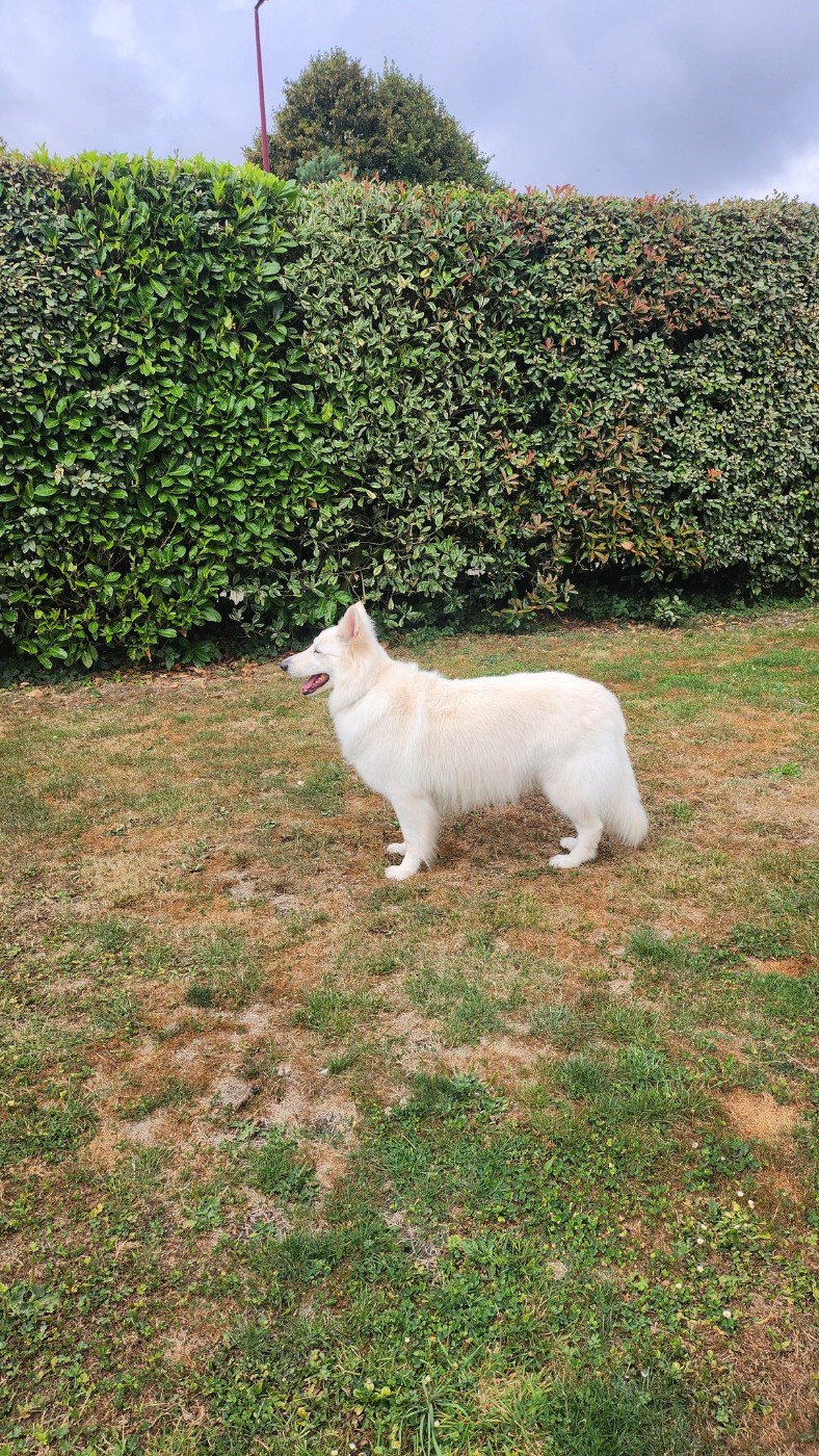 Pearl Du Moulin De Beuvry