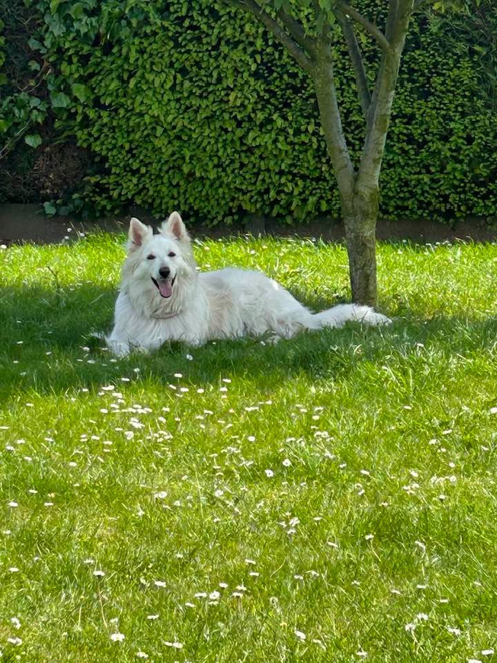 Pedge Du Moulin De Beuvry