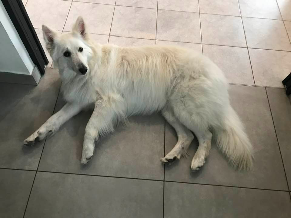 Pedge Du Moulin De Beuvry