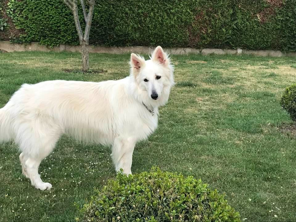 Pedge Du Moulin De Beuvry