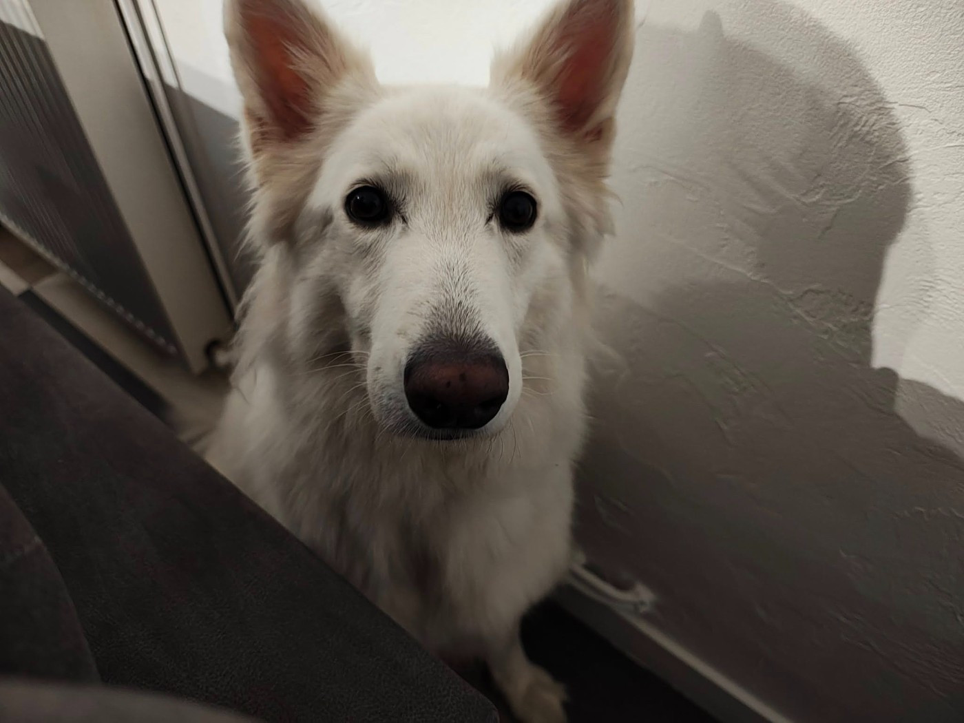 Reva bella de la luna Du Moulin De Beuvry