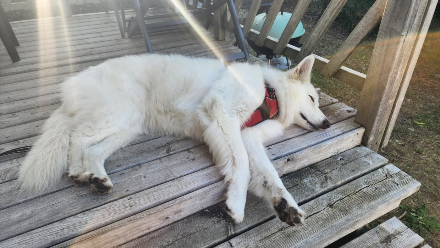 Roxie Du Moulin De Beuvry