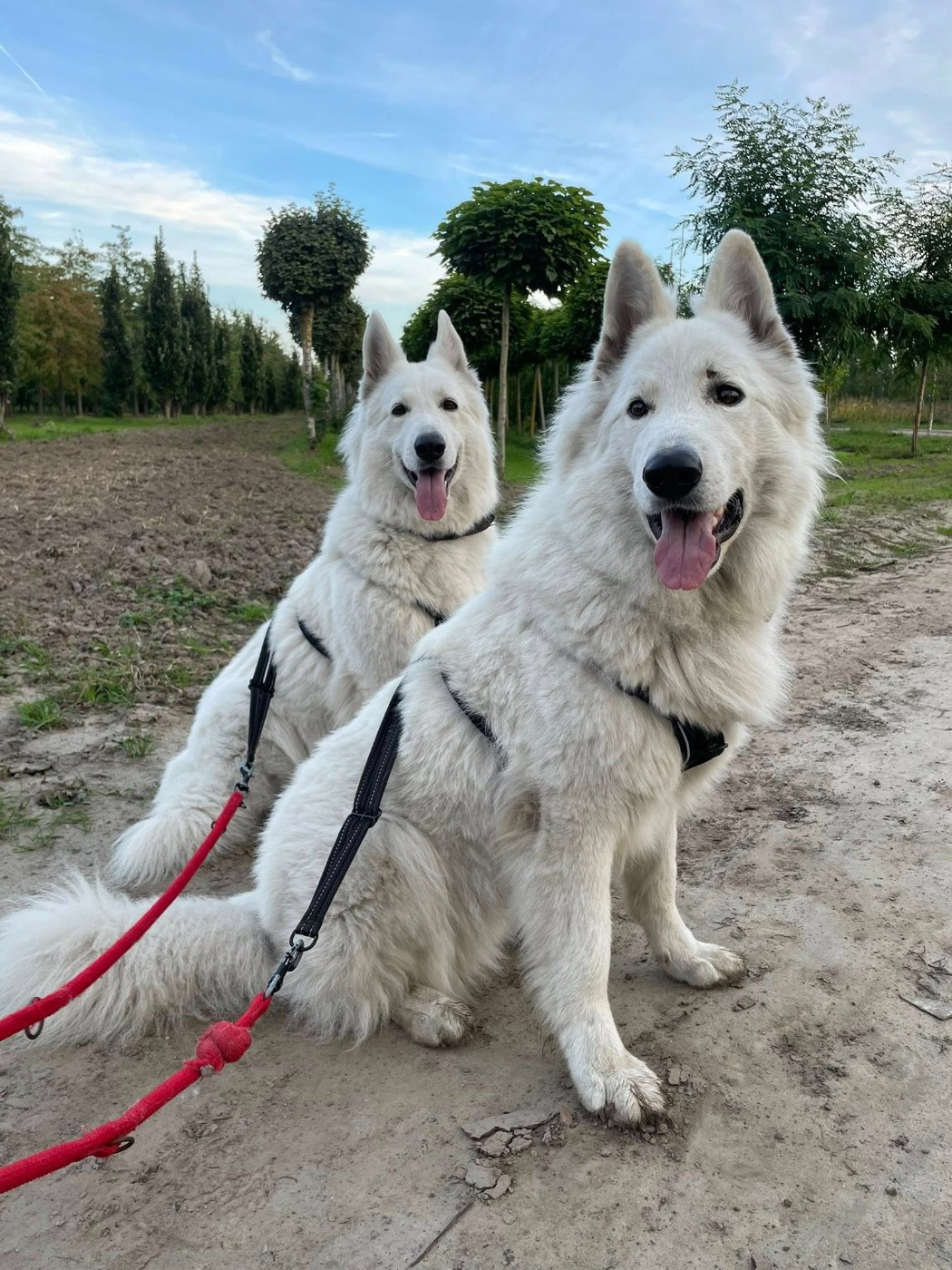 U wolf de la madeleine Du Moulin De Beuvry