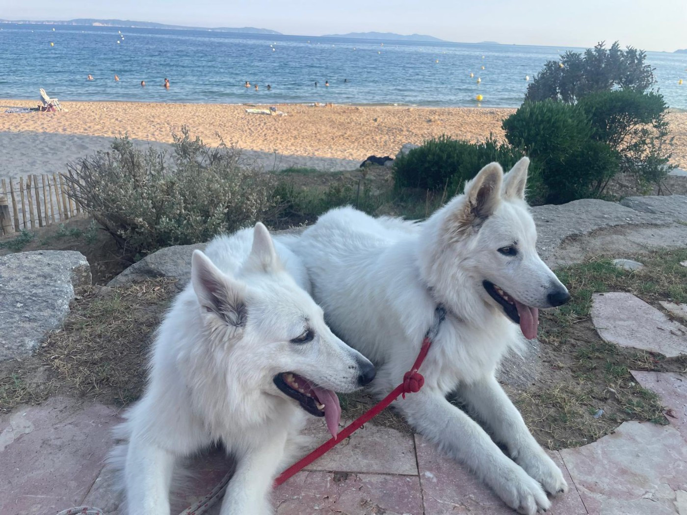 U wolf de la madeleine Du Moulin De Beuvry