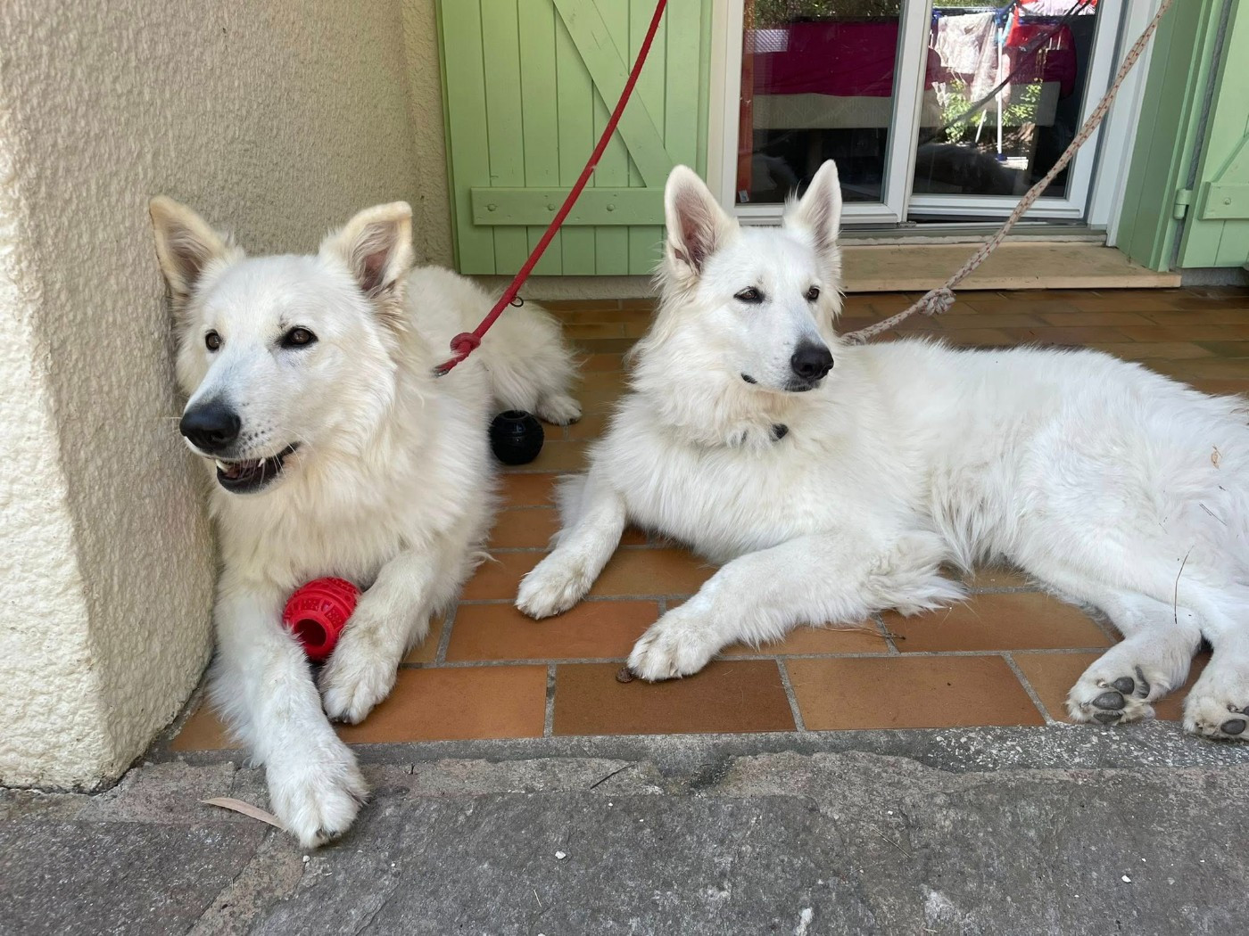 U wolf de la madeleine Du Moulin De Beuvry