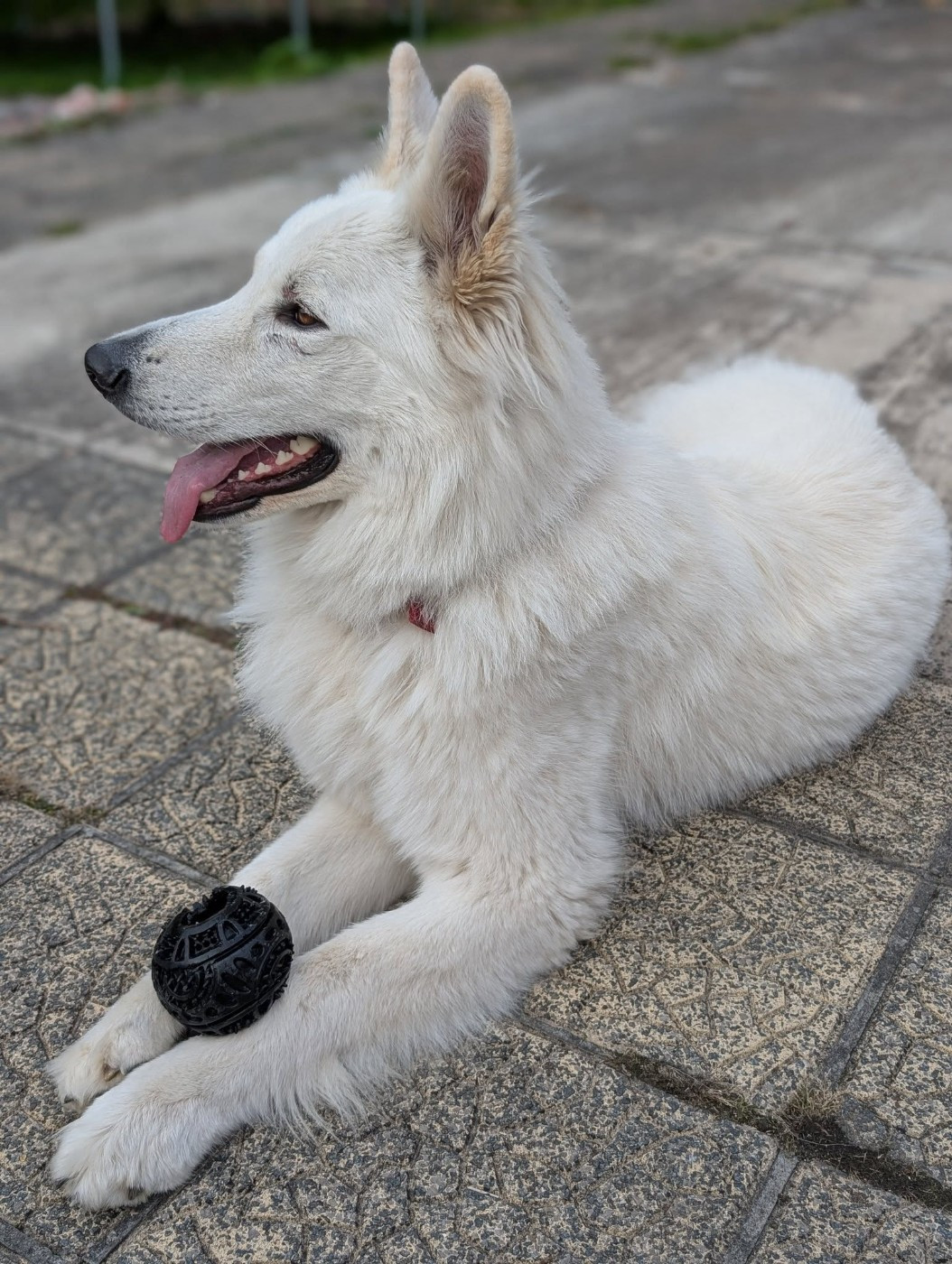 U wolf de la madeleine Du Moulin De Beuvry
