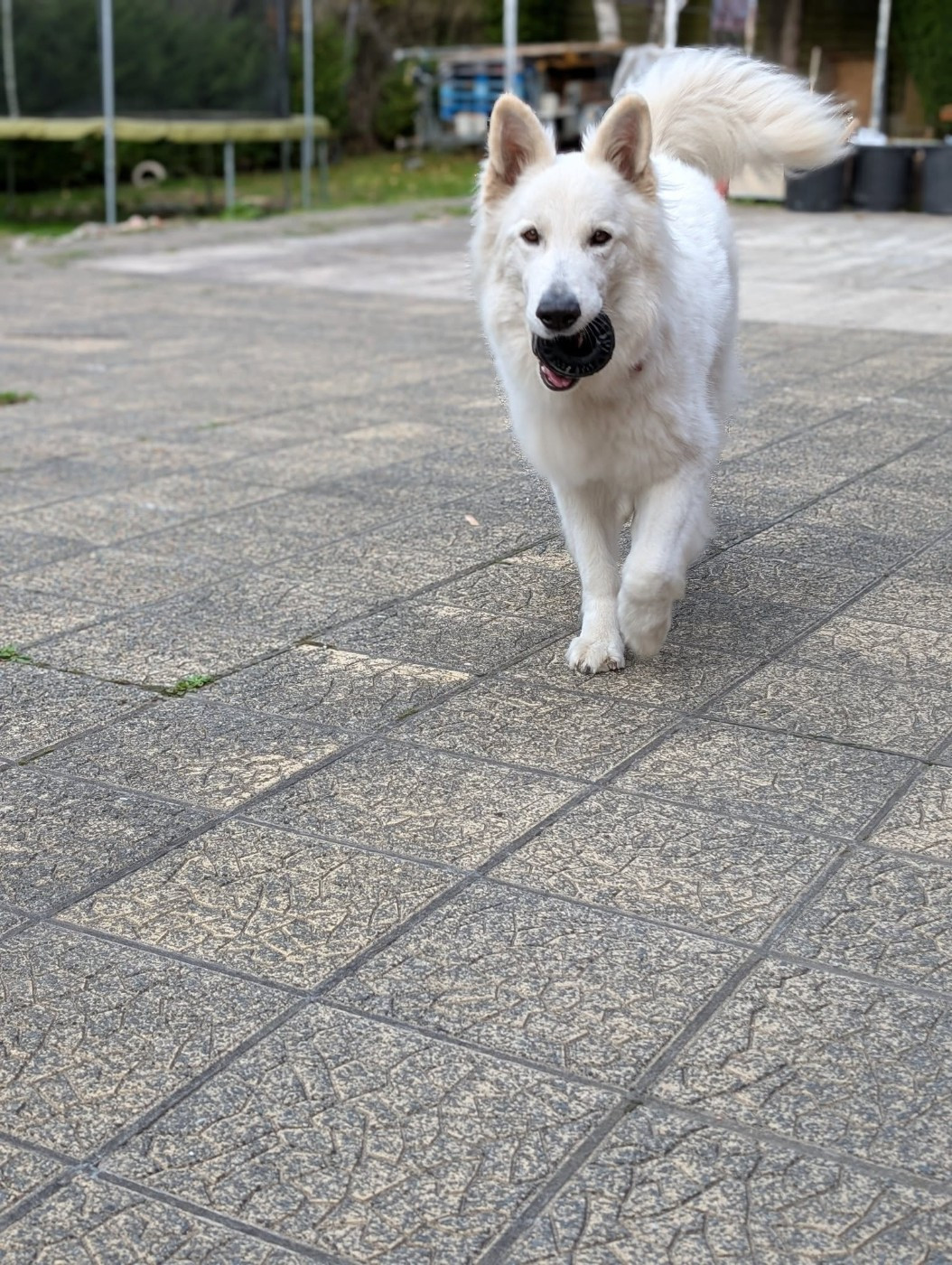 U wolf de la madeleine Du Moulin De Beuvry