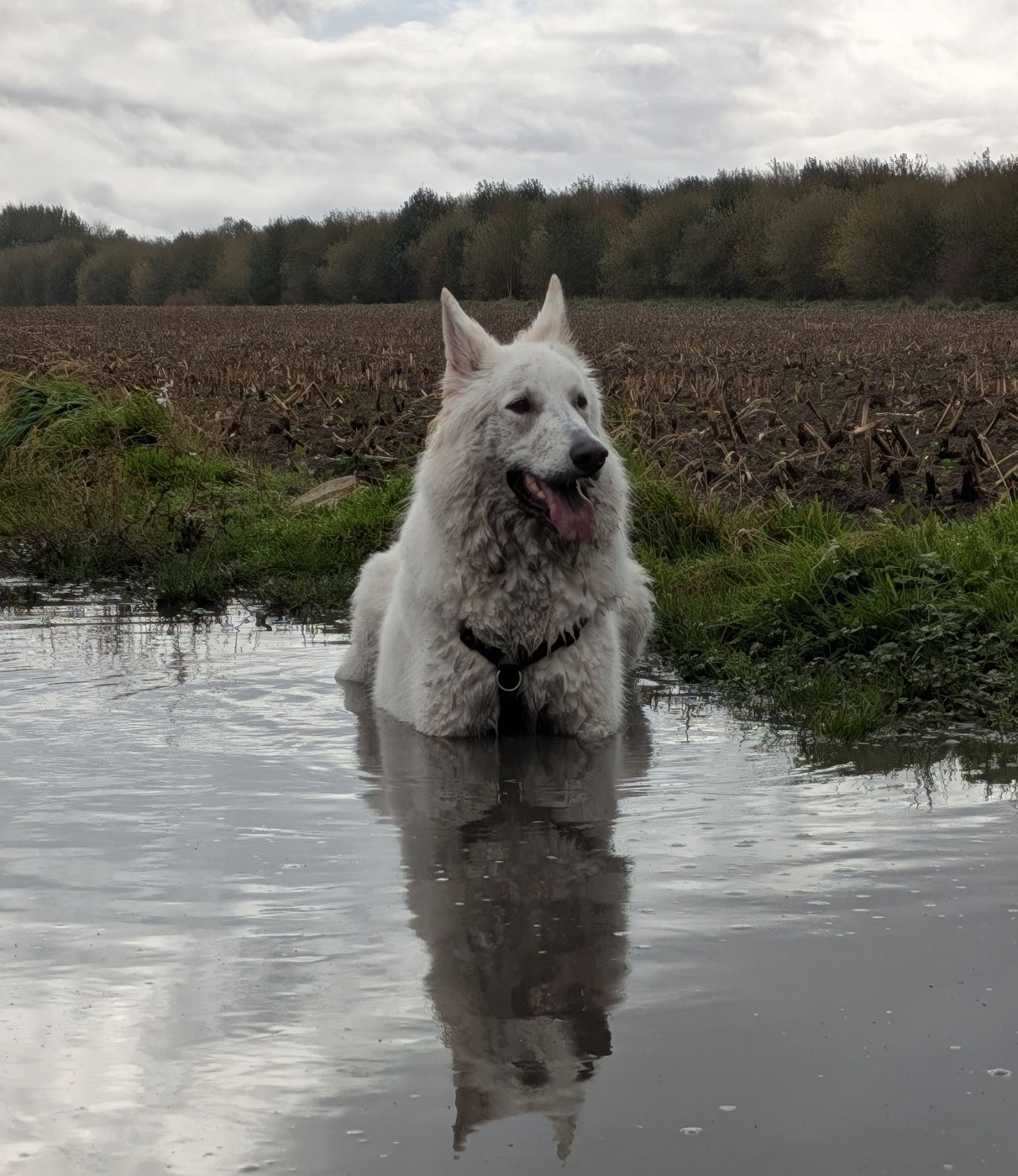 S'dewey Du Moulin De Beuvry