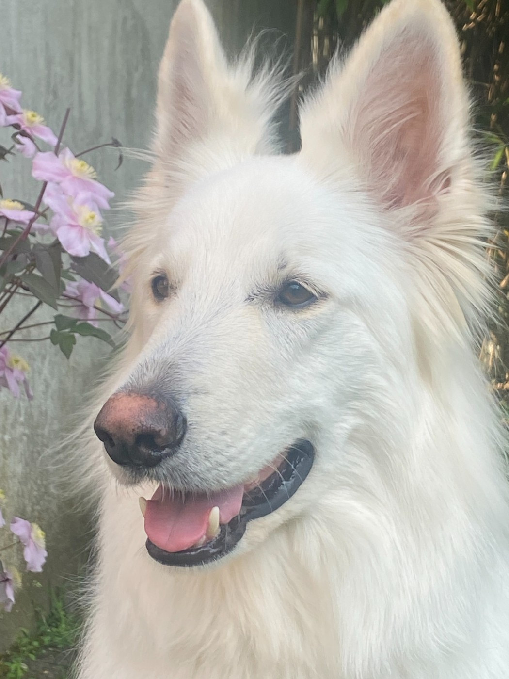 S'matcha Du Moulin De Beuvry