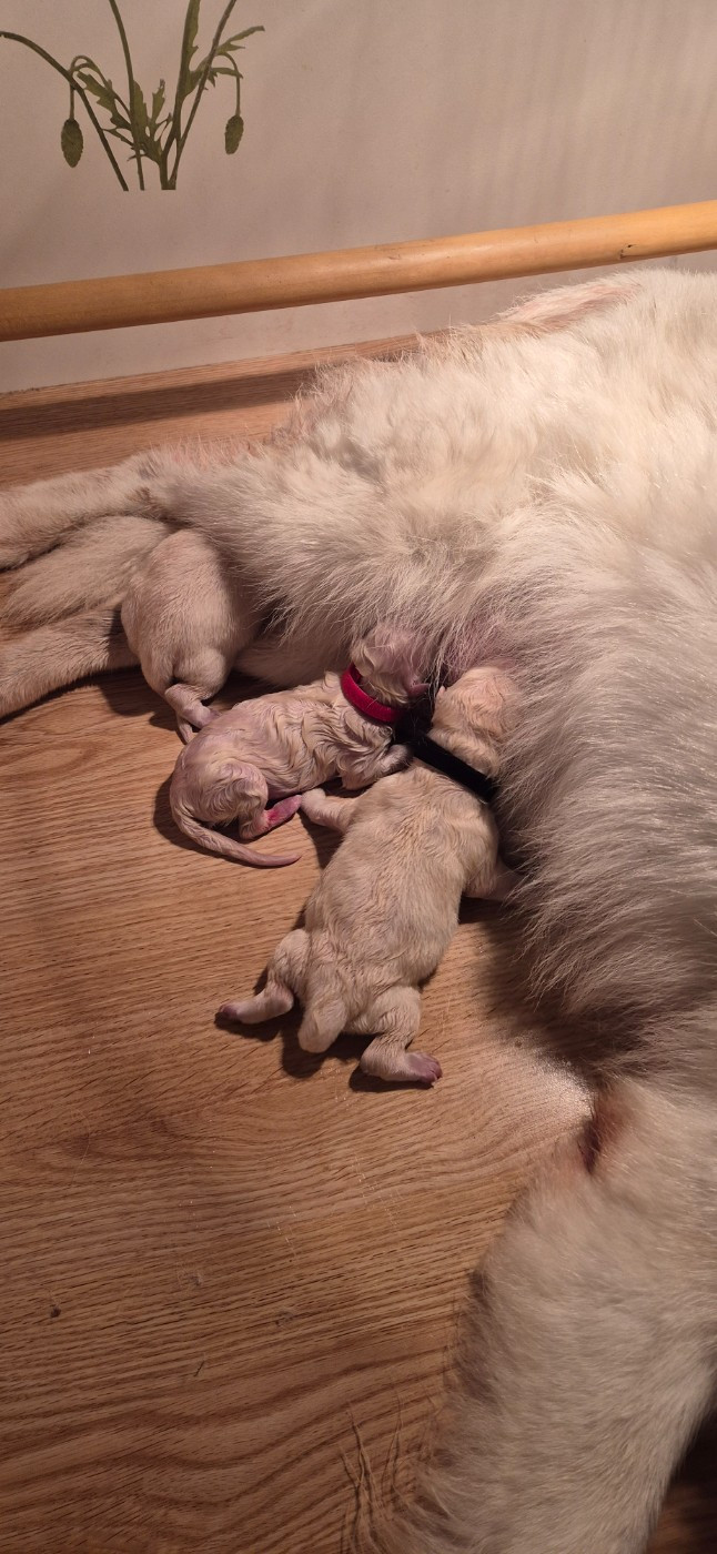 ALASKA Du Moulin De Beuvry