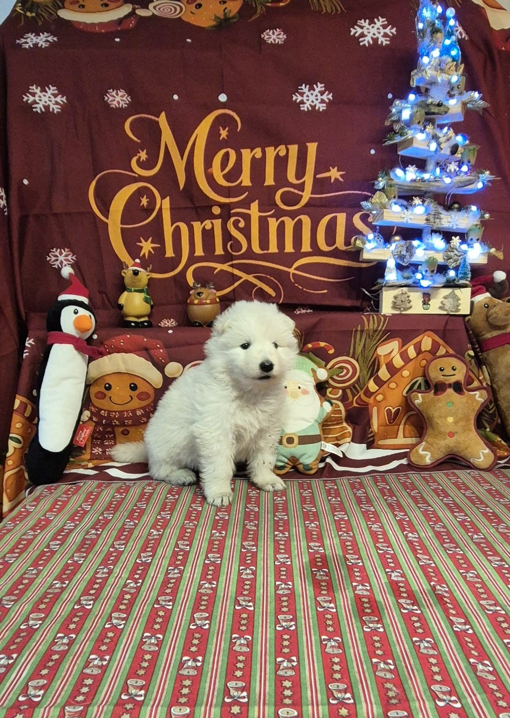 ALASKA Du Moulin De Beuvry