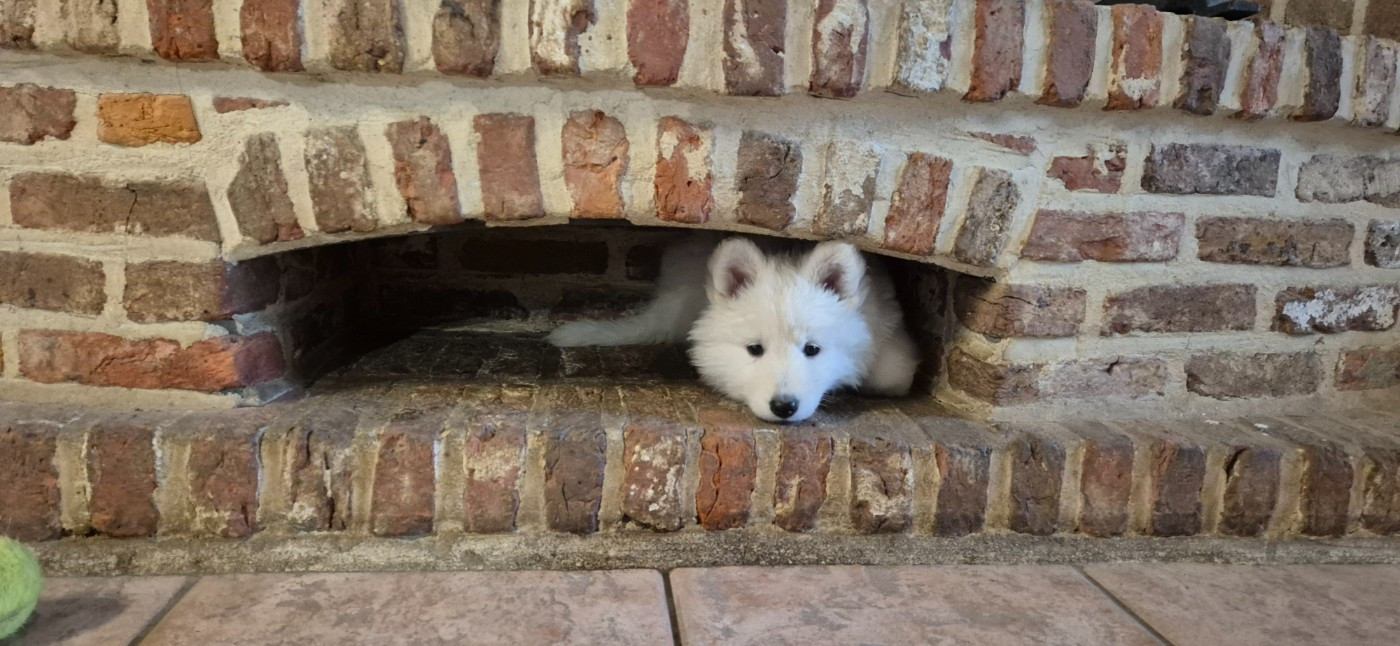 ALASKA Du Moulin De Beuvry