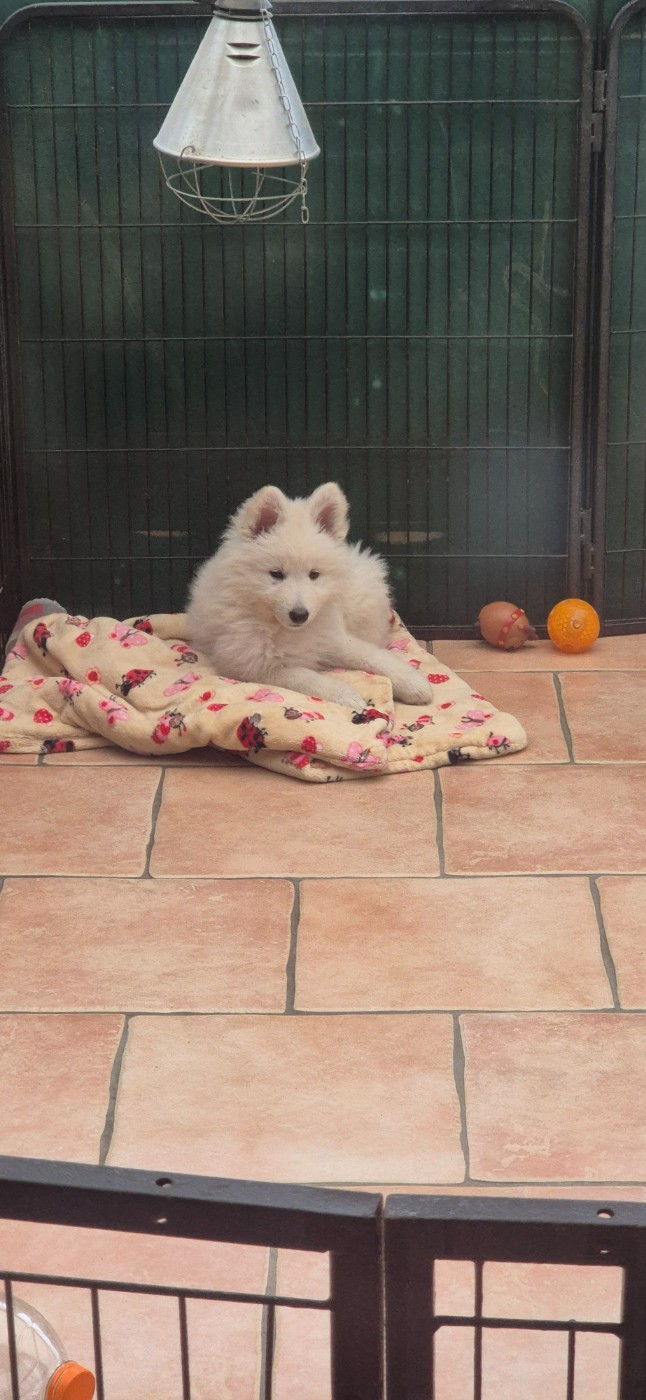 ALASKA Du Moulin De Beuvry