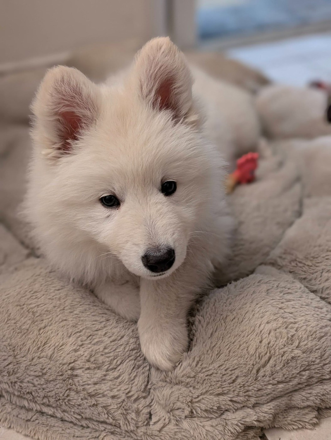 ALASKA Du Moulin De Beuvry