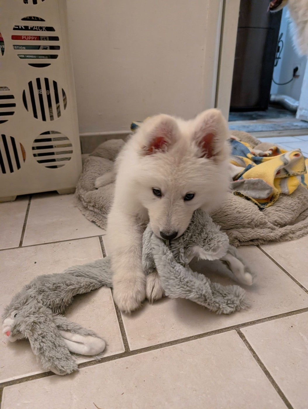 ALASKA Du Moulin De Beuvry