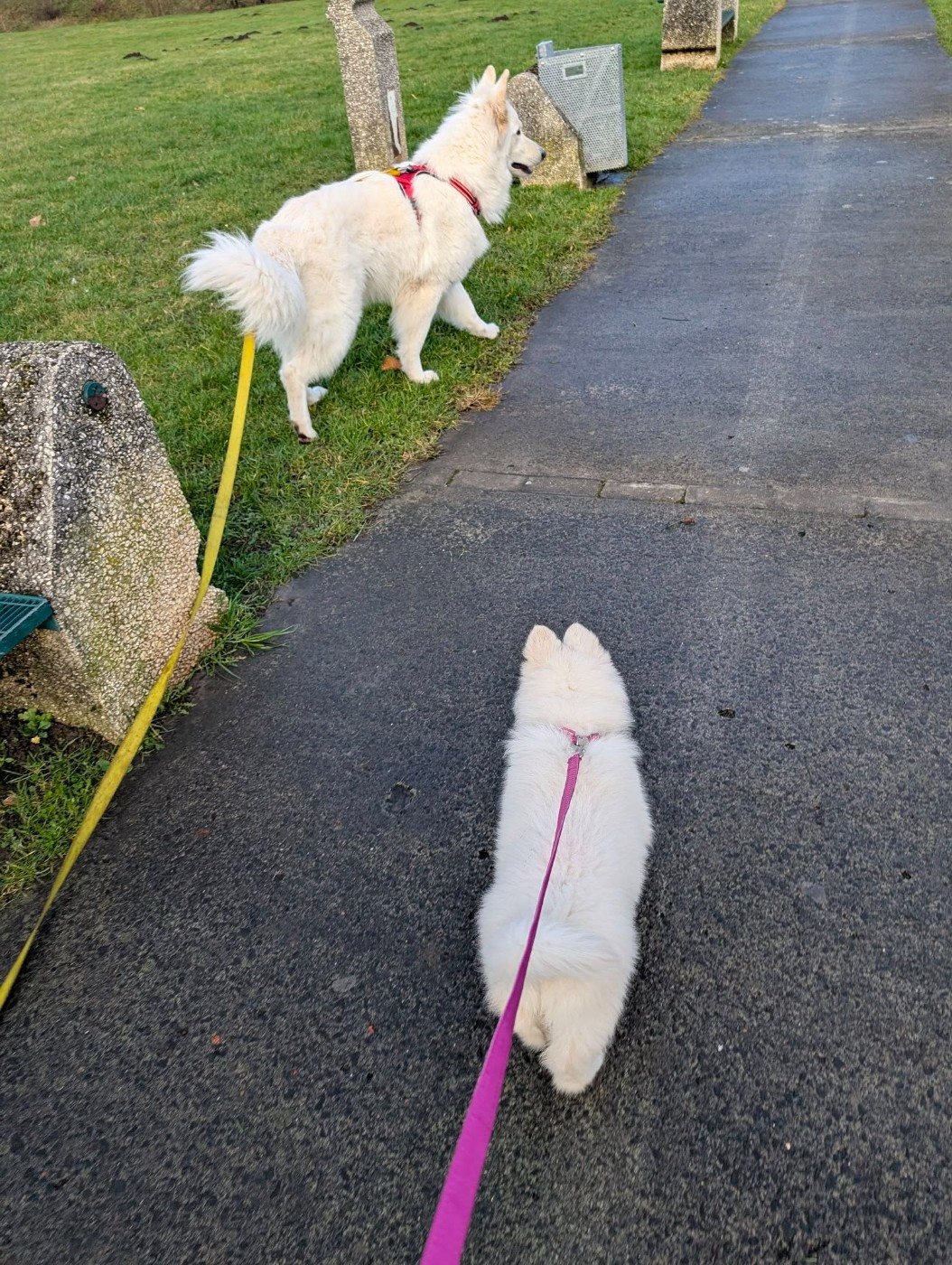 ALASKA Du Moulin De Beuvry