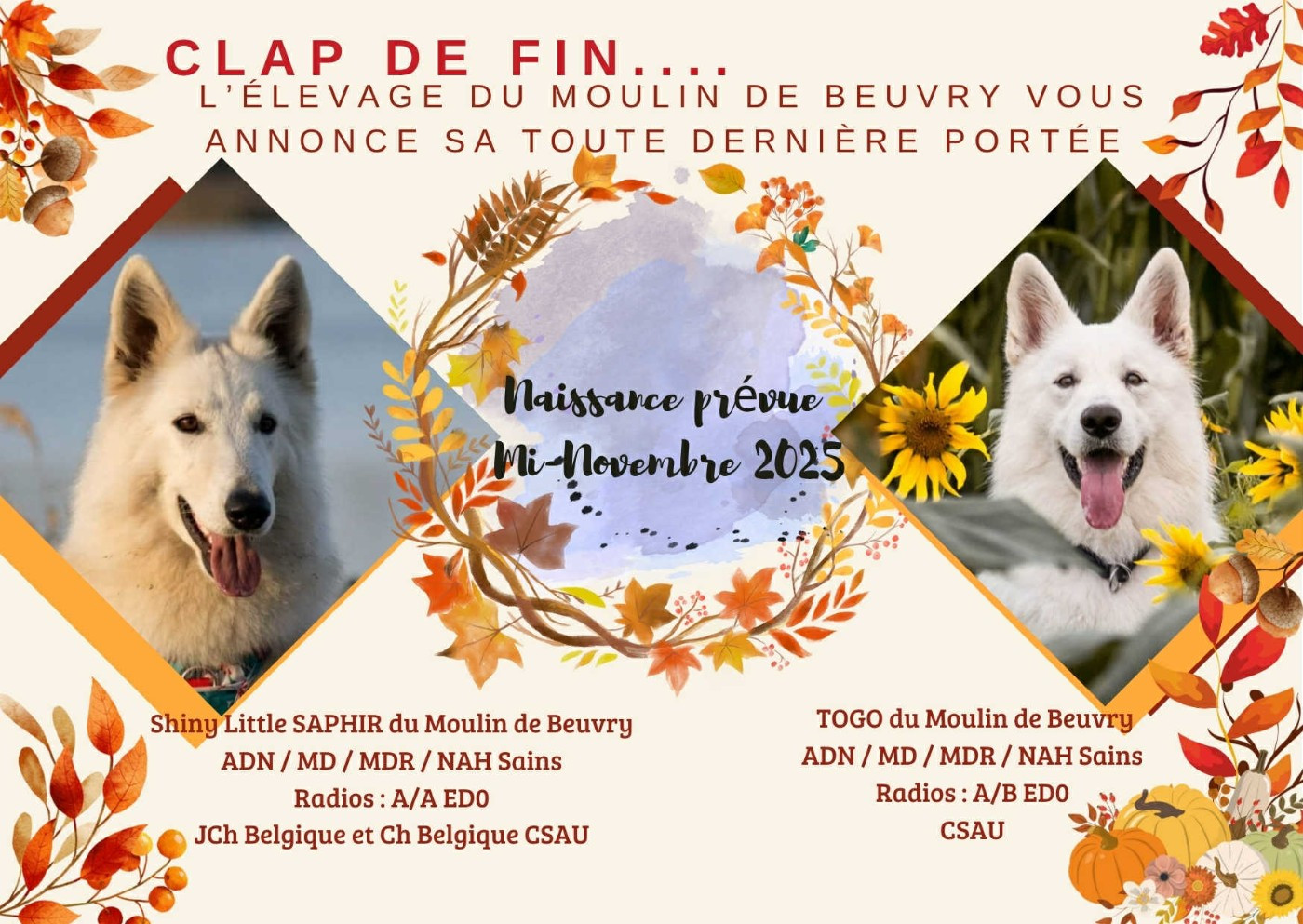 ASLAN Du Moulin De Beuvry