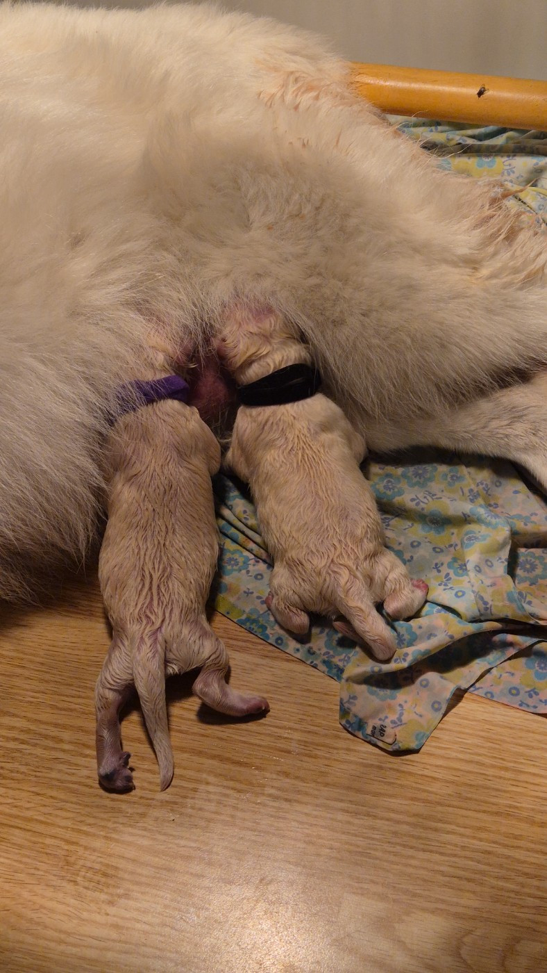 ASLAN Du Moulin De Beuvry