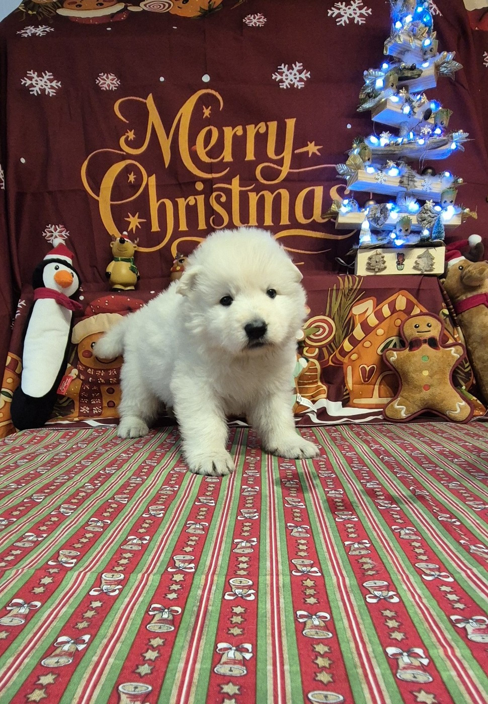 ASLAN Du Moulin De Beuvry