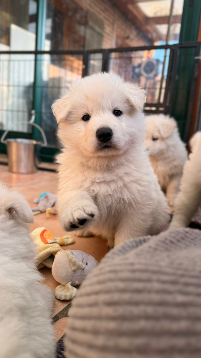 ASLAN Du Moulin De Beuvry