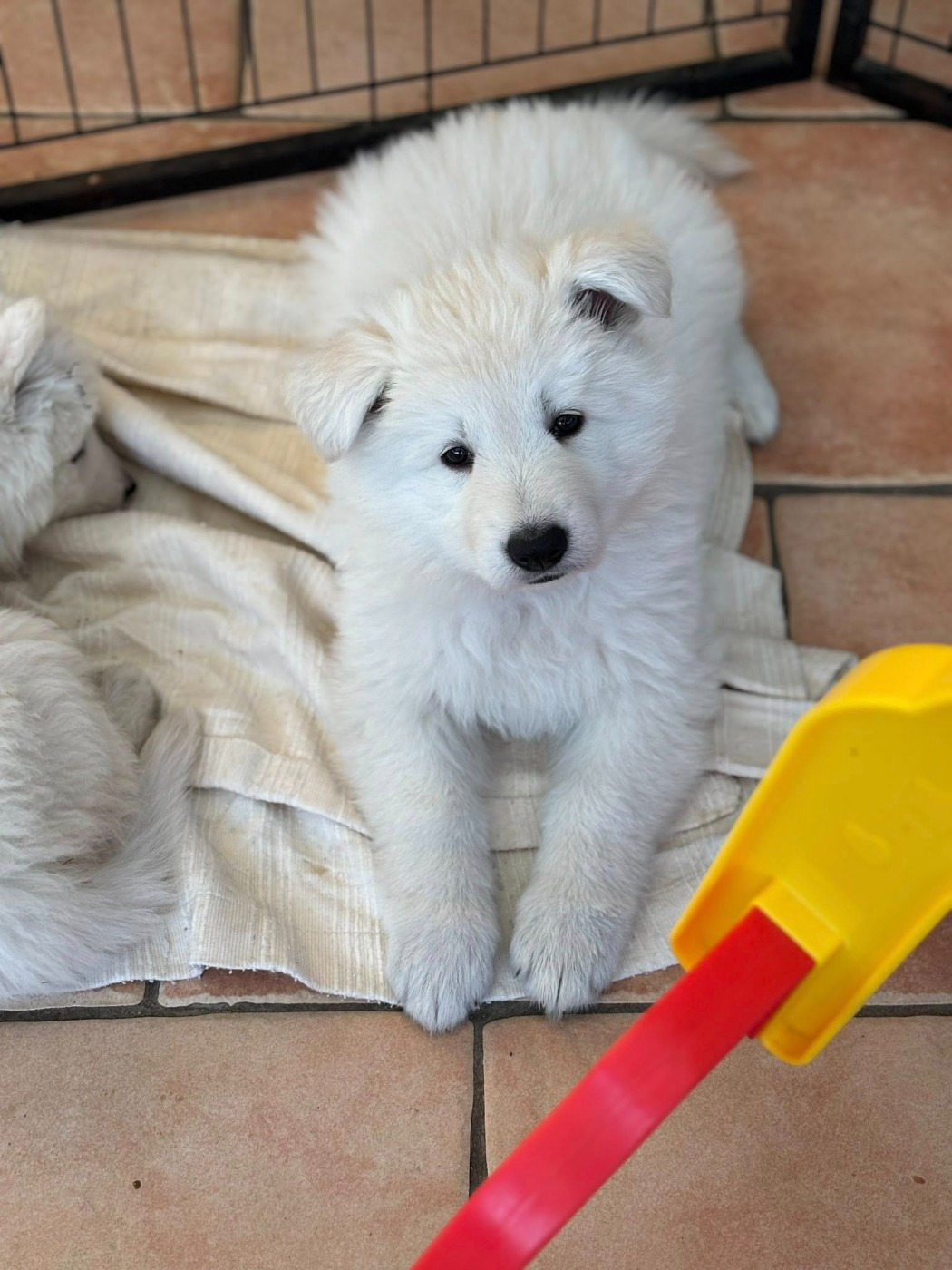 ASLAN Du Moulin De Beuvry