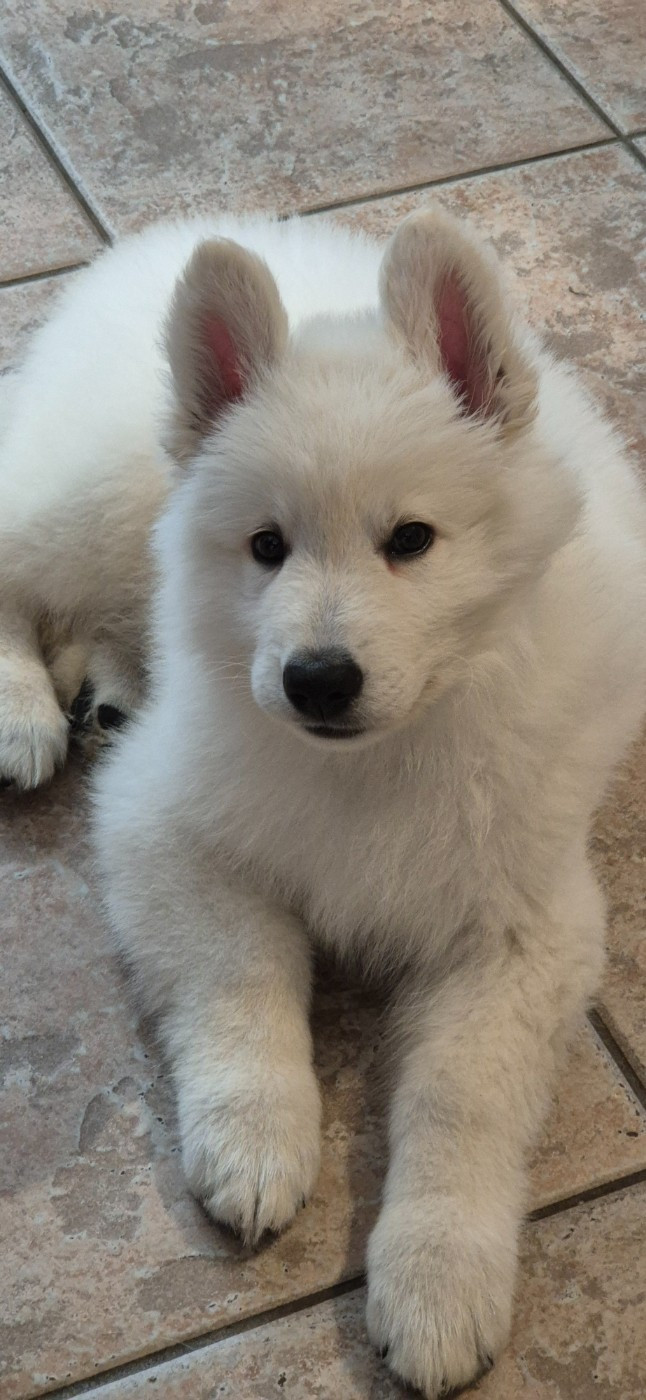 ASLAN Du Moulin De Beuvry