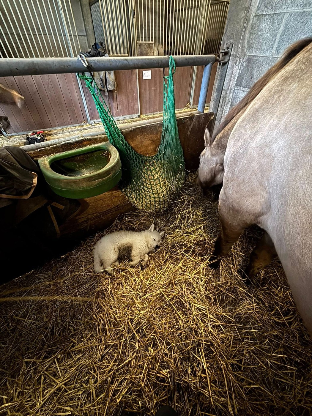 ASLAN Du Moulin De Beuvry