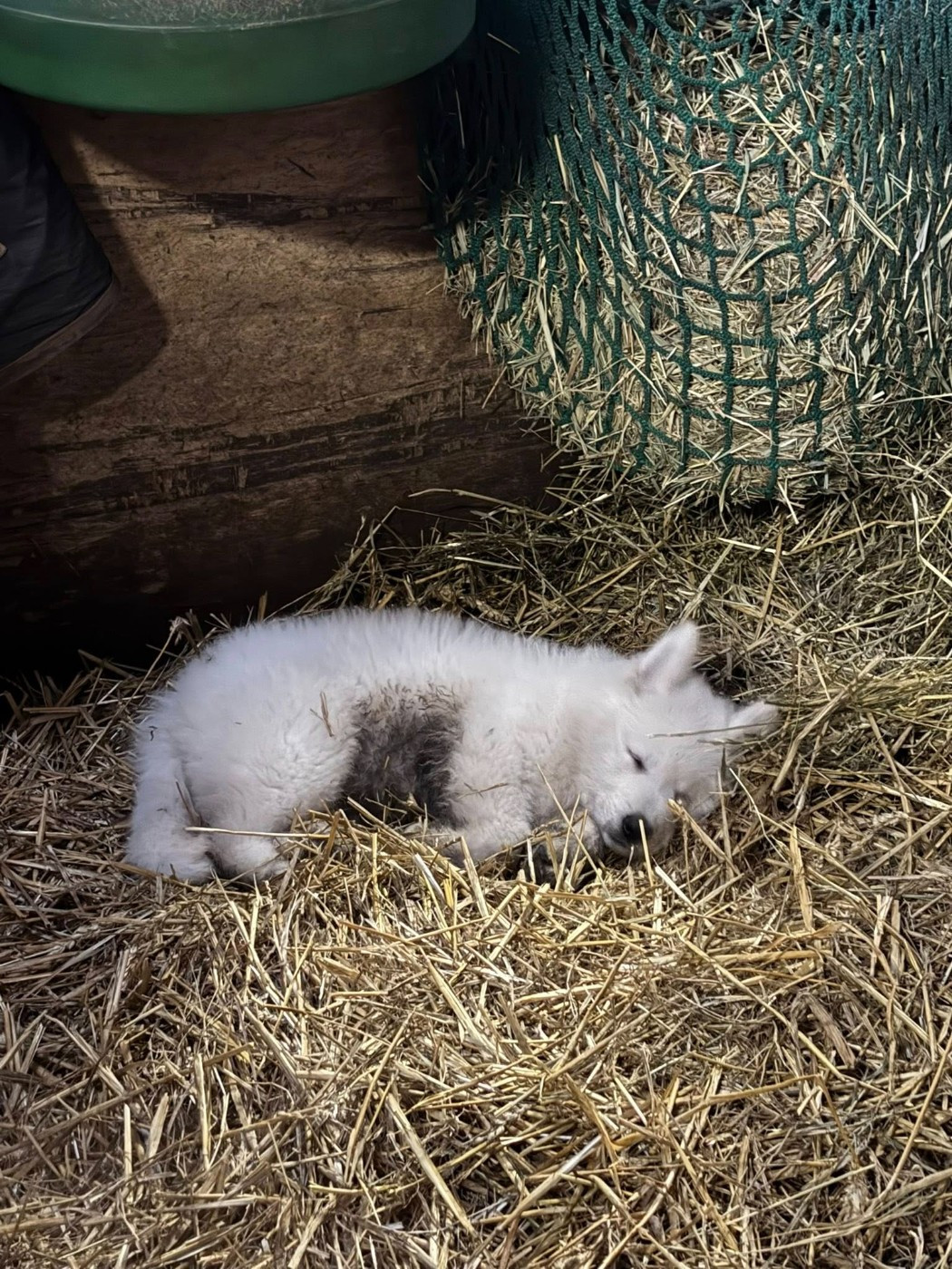 ASLAN Du Moulin De Beuvry