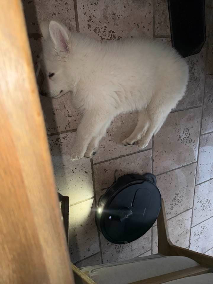 ASLAN Du Moulin De Beuvry