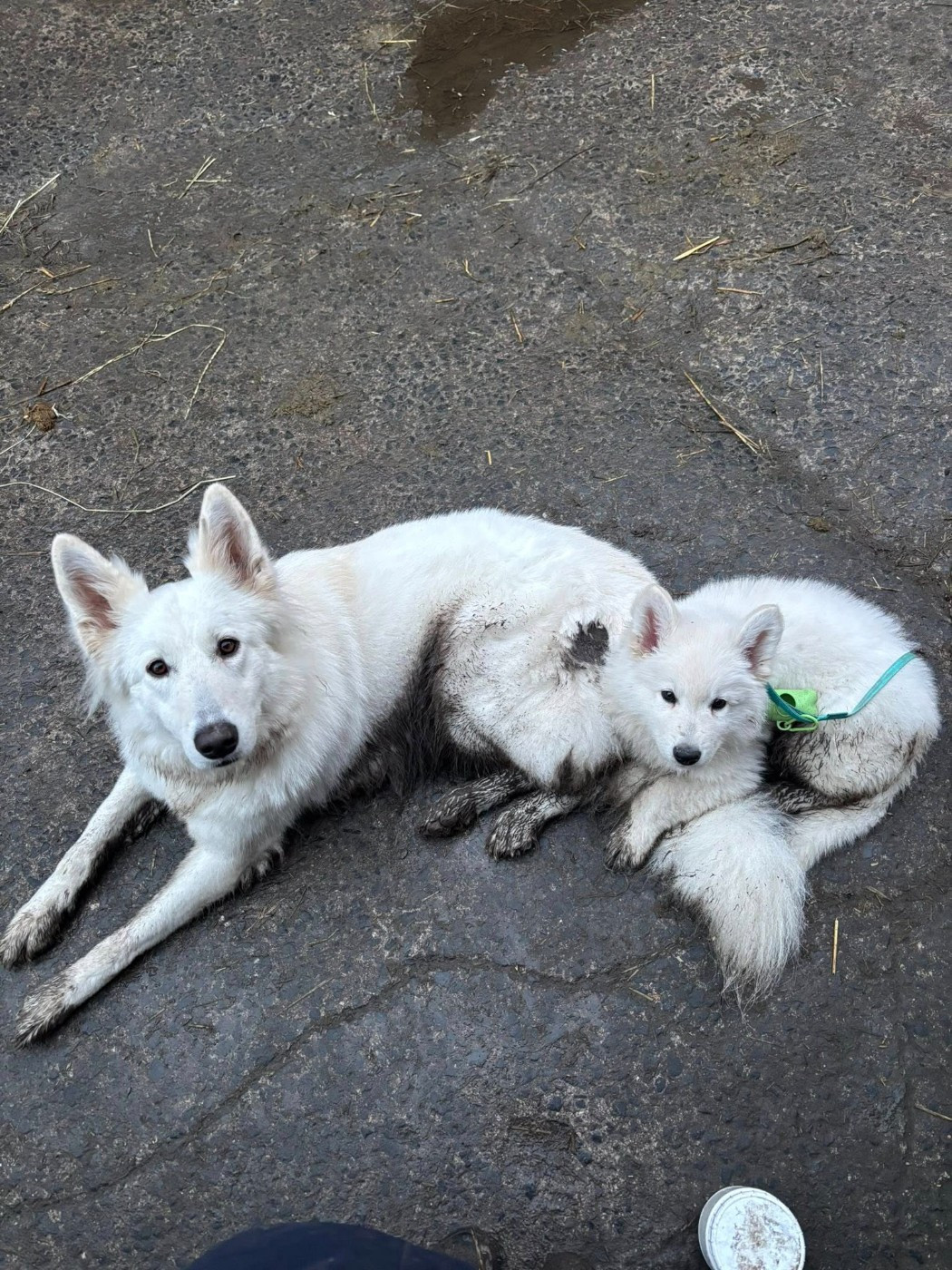 ASLAN Du Moulin De Beuvry