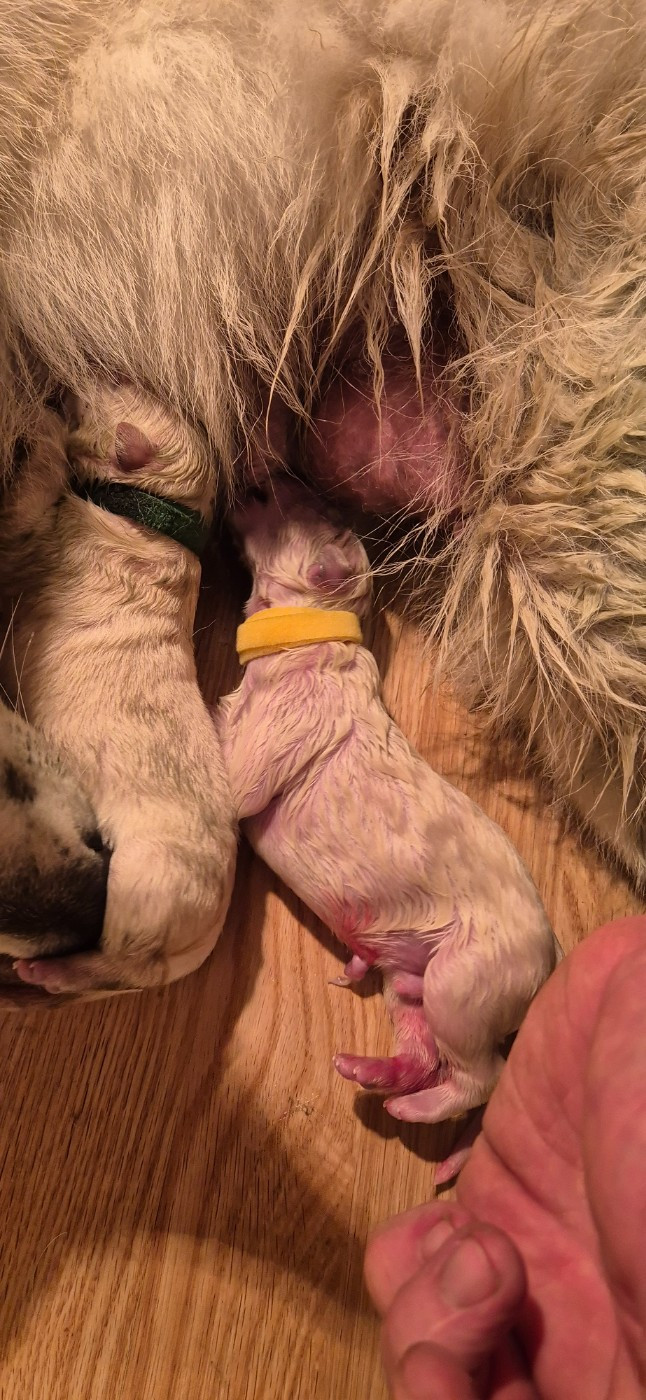 ARES Du Moulin De Beuvry