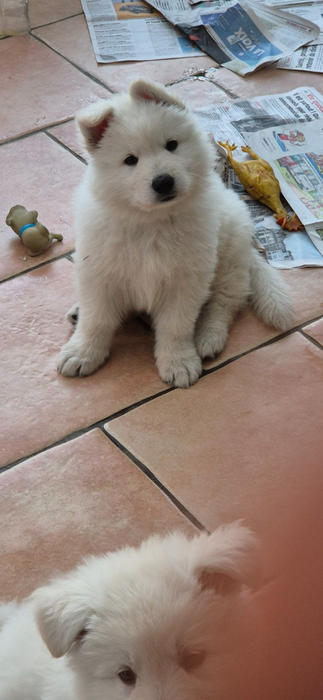 ARES Du Moulin De Beuvry