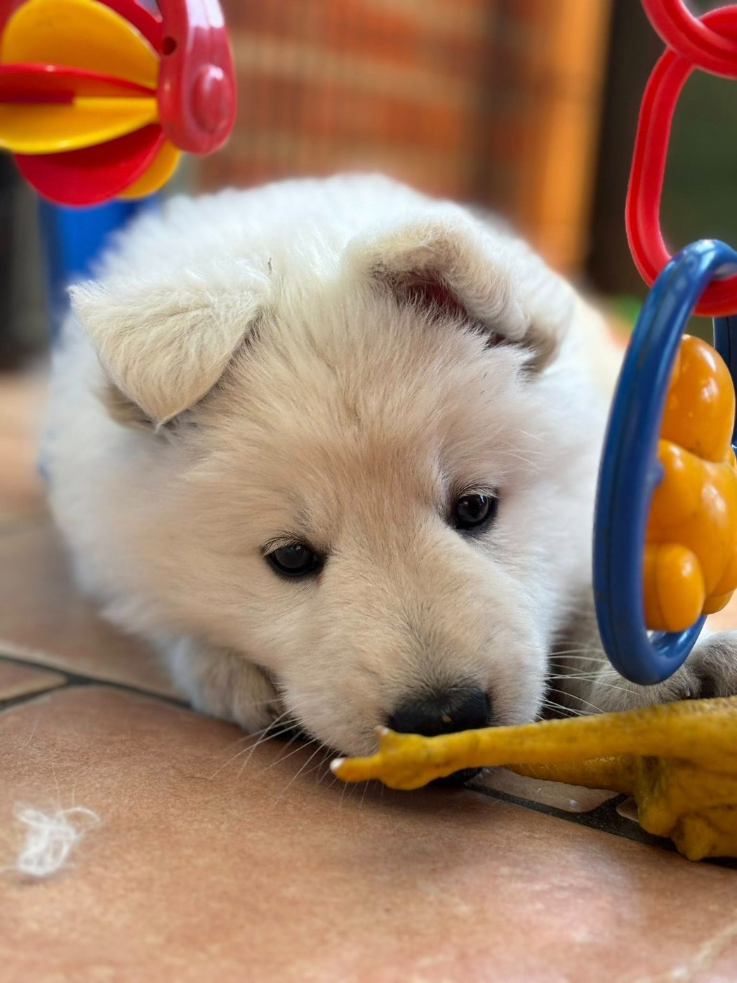 ARES Du Moulin De Beuvry