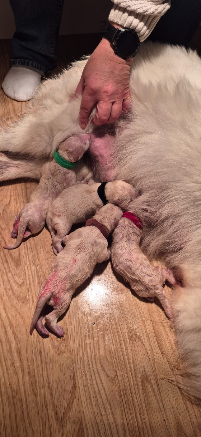 AIKO 2 Du Moulin De Beuvry