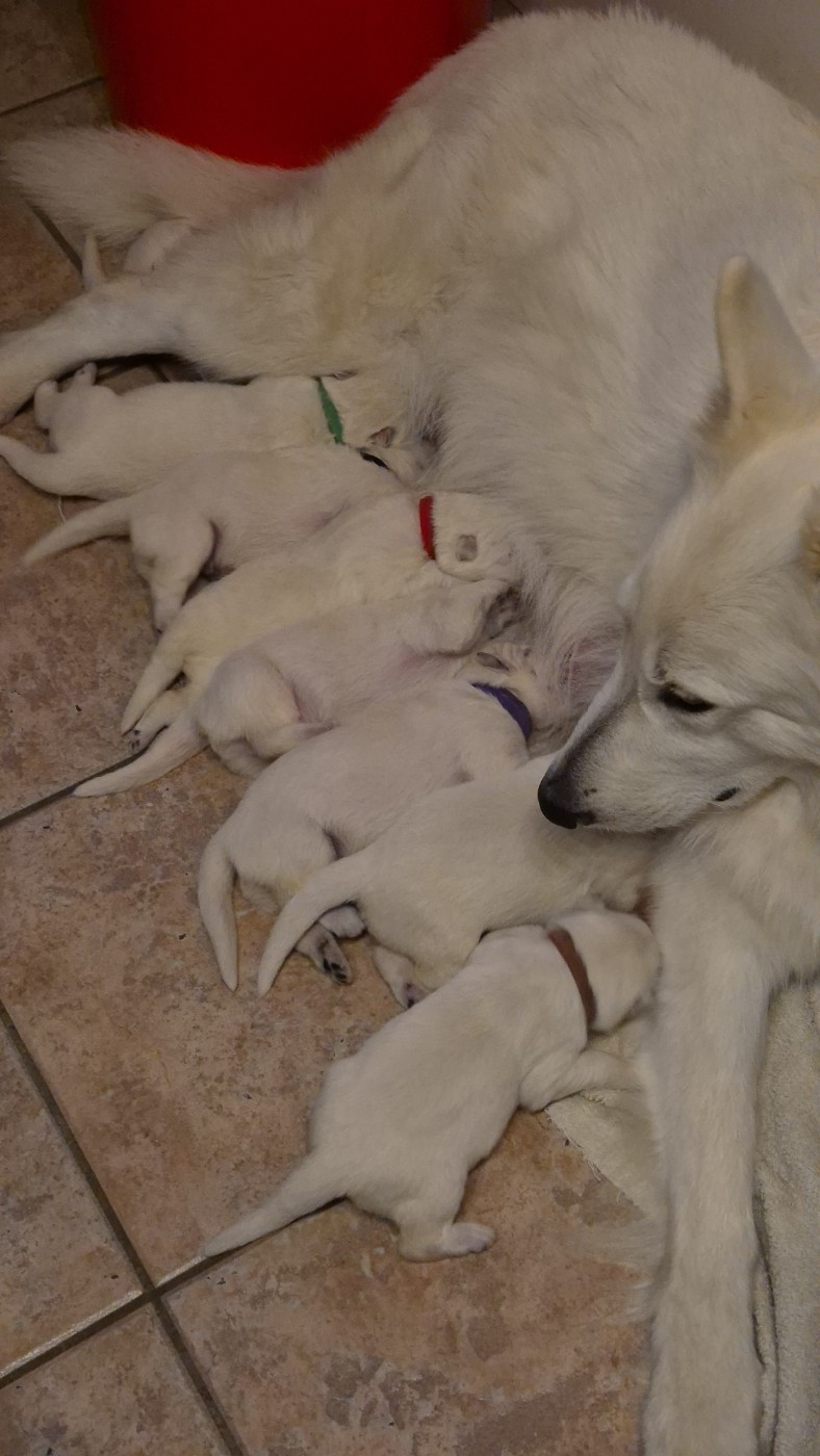 AIKO 2 Du Moulin De Beuvry