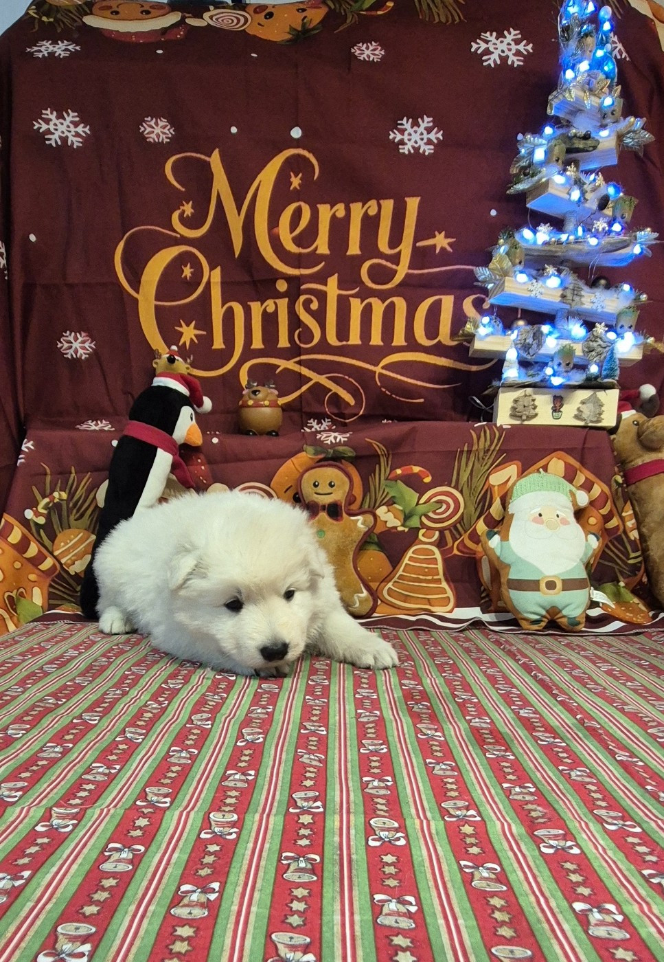 AIKO 2 Du Moulin De Beuvry