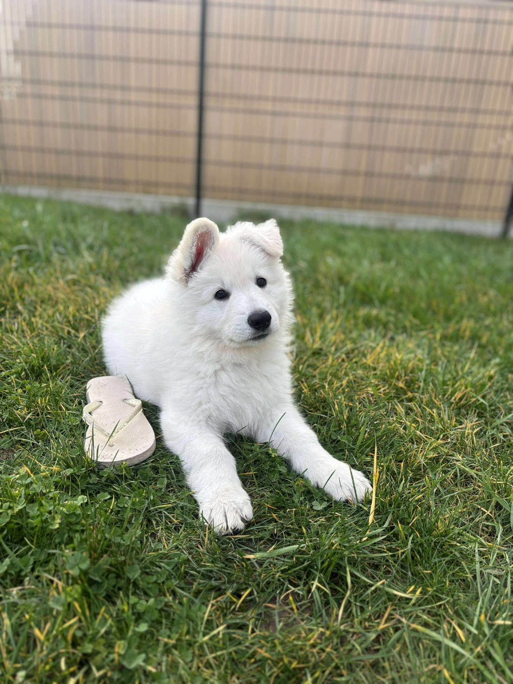 AIKO 2 Du Moulin De Beuvry