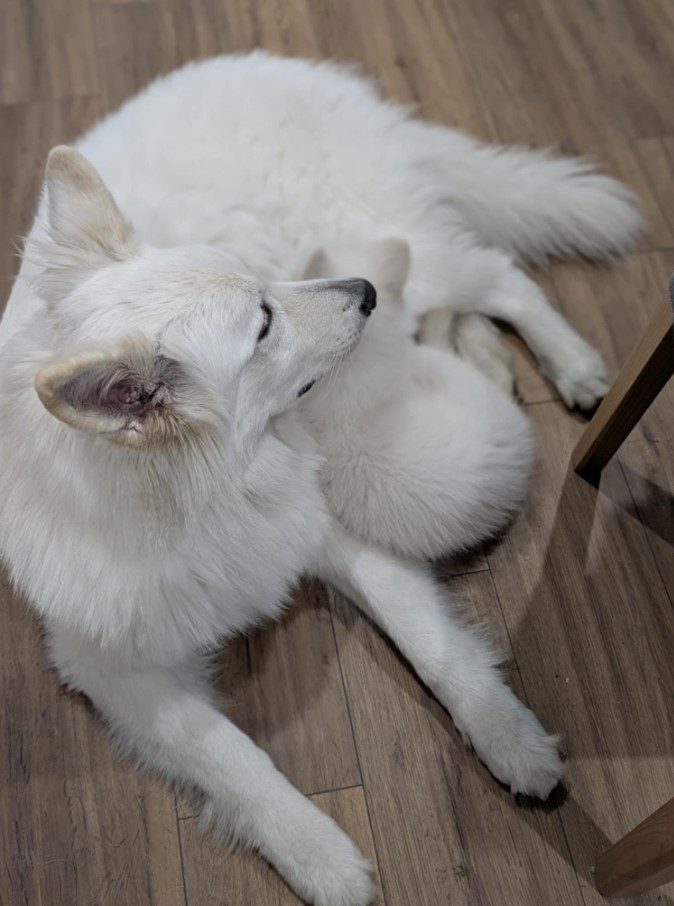 ALASKA Du Moulin De Beuvry