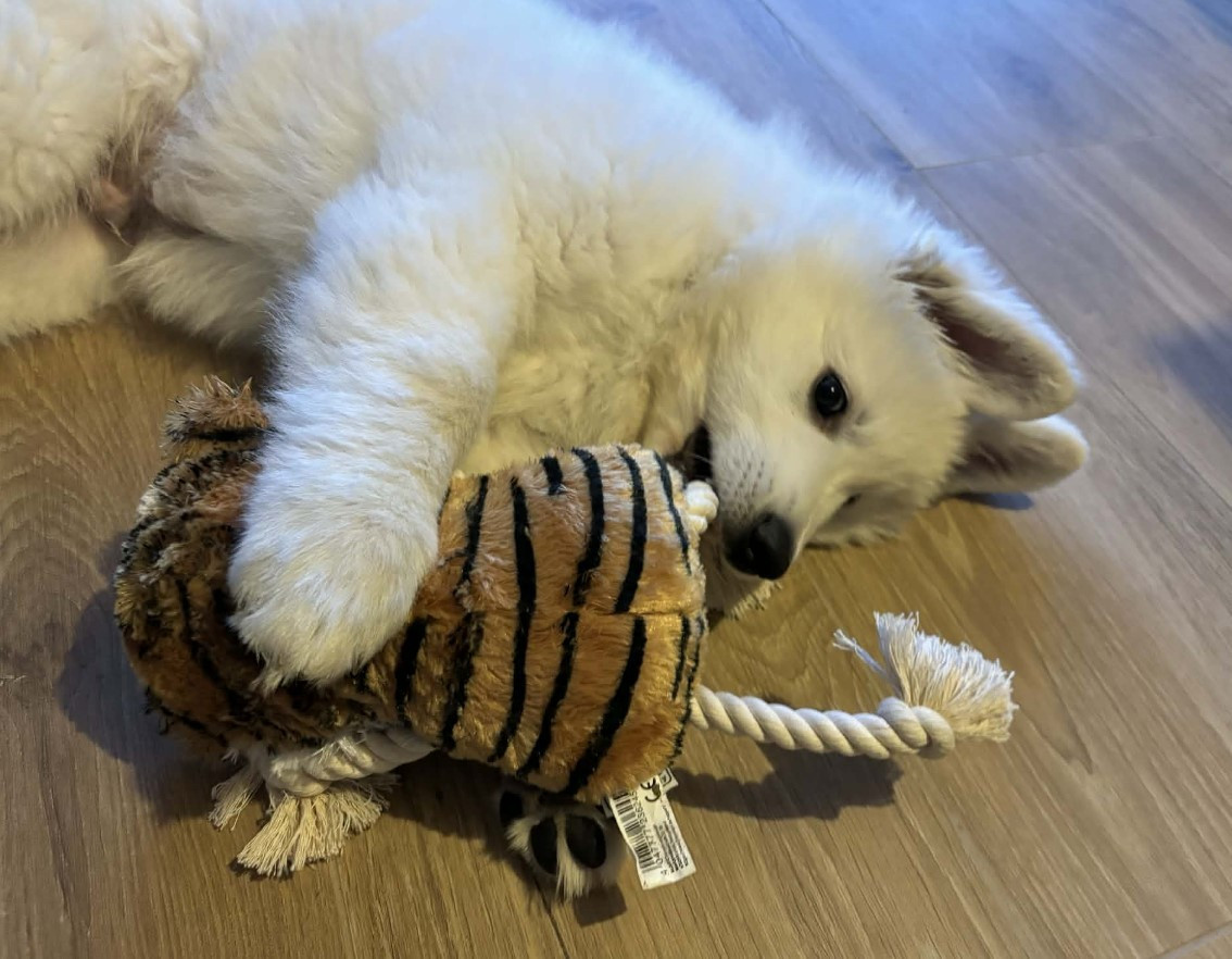 AIKO 2 Du Moulin De Beuvry