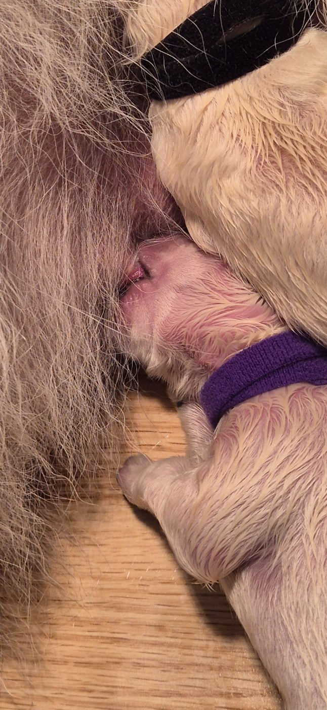 ARKO Du Moulin De Beuvry