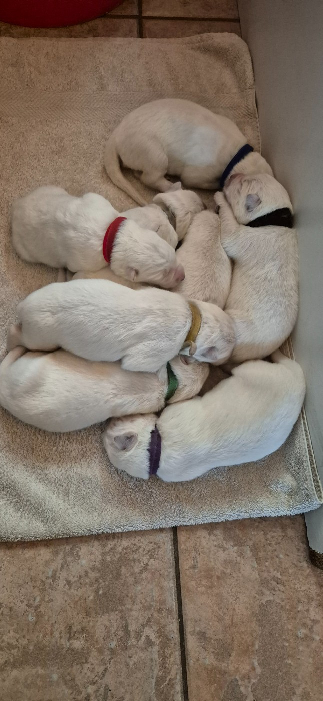 ARKO Du Moulin De Beuvry