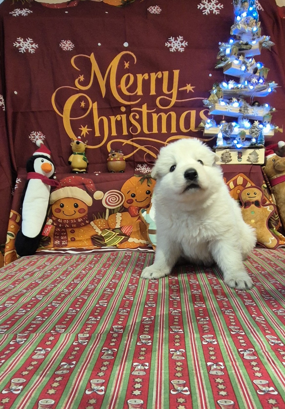 ARKO Du Moulin De Beuvry