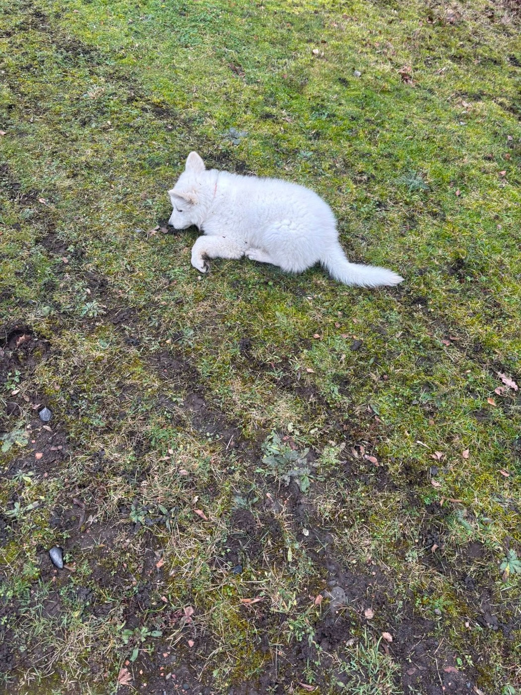 ARKO Du Moulin De Beuvry