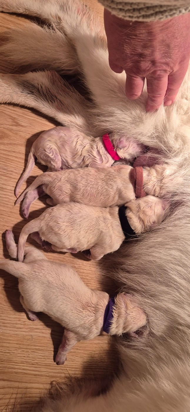 AKIRA Du Moulin De Beuvry