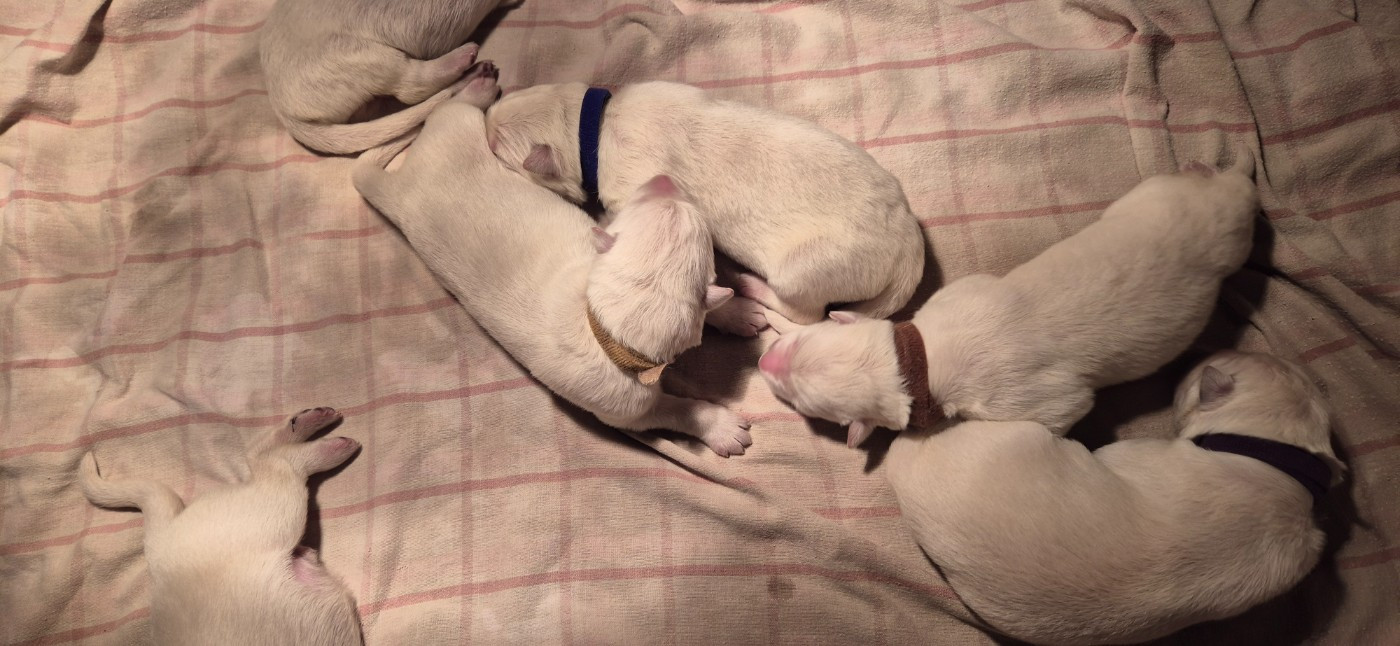 AKIRA Du Moulin De Beuvry