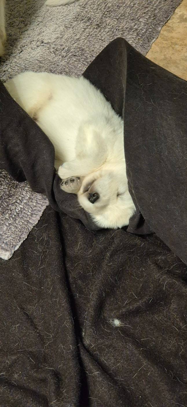 AKIRA Du Moulin De Beuvry