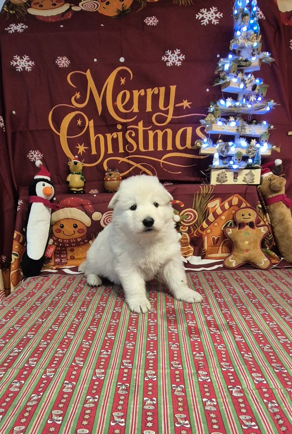 AKIRA Du Moulin De Beuvry