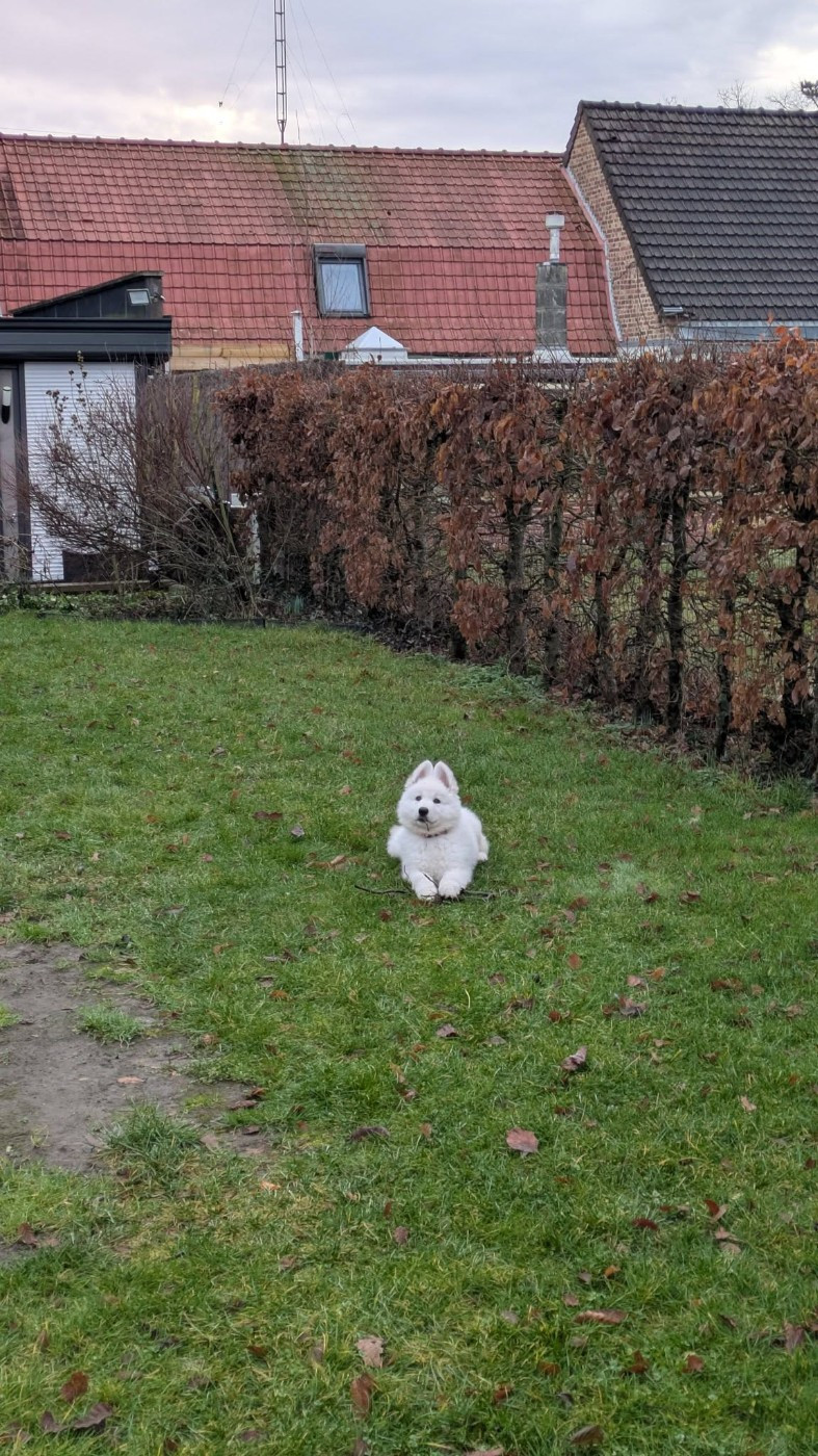 AKIRA Du Moulin De Beuvry