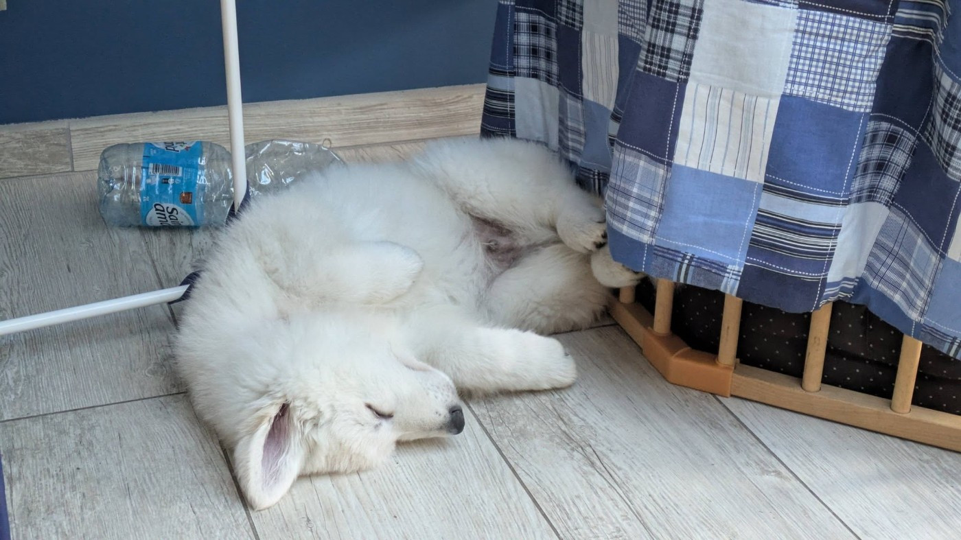 AKIRA Du Moulin De Beuvry